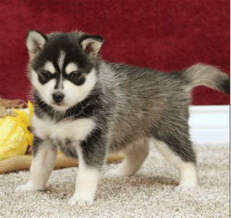 pomsky for sale under $500 in texas